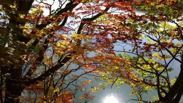 秋田県十和田八幡平国立公園の大沼の海岸にある紅葉 秋の紅葉の美しさに太陽の光の反射が輝きます 大沼はラインにもかかわらずとても近いです — ストック動画