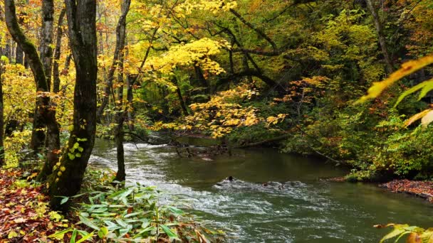 Vue de l'automne à Oirase Gorge dans la préfecture d'Aomori, Japon avec le feuillage coloré brillant de la forêt et le flux d'eau claire froide de Oirase Mountain Stream .