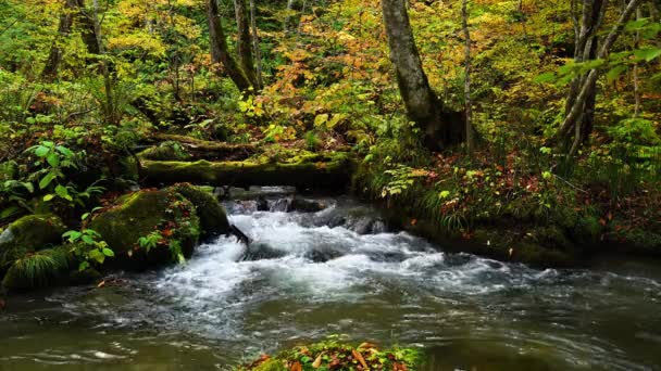 青森県の奥入瀬渓谷の紅葉の自然景観 オレンジの美しい色合い 奥入瀬渓流の澄んだ冷たい水の流れ — ストック動画