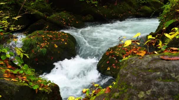 Pohled Čerstvý Horský Potok Teče Rychle Procházející Skály Pokryté Zeleným — Stock video