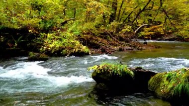 Oirase Nehri 'nin akışı, Oirase Yürüyüş Yolu' nun yanında sonbahar mevsiminde, derede yüzen renkli yapraklarla birlikte Japonya 'nın Aomori ilindeki Towada Hachimantai Ulusal Parkı' ndaki yeşil yosunlarla kaplı kayaları geçer..