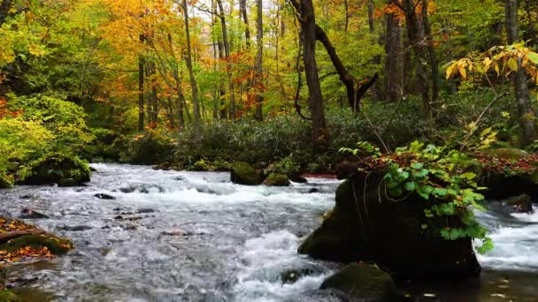 秋天的美丽的森林里 有美丽的五彩斑斓的树叶和绿色的苔藓石 还有位于日本青森县Hachimantai国家公园的Oirase山溪流 — 图库视频影像