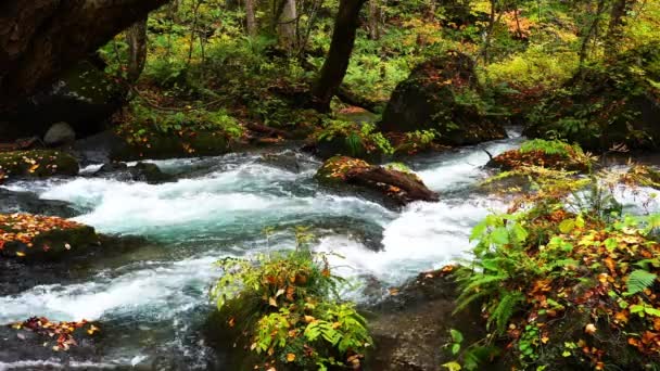 Belle Rivière Oirase Coule Travers Forêt Colorée Automne Dans Les — Video