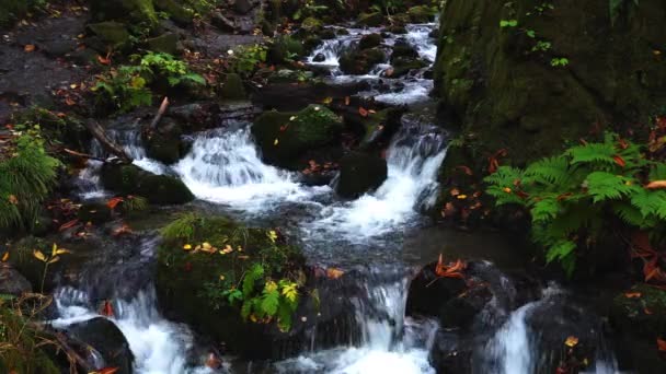 Bela Cachoeira Oirase Mountain Stream Walking Trail Parque Nacional Towada — Vídeo de Stock