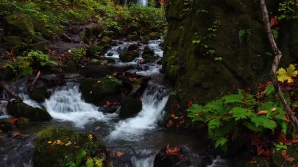 Vista Cascada Kumoi Taki Otoño Garganta Oirase Parque Nacional Towada — Vídeo de stock