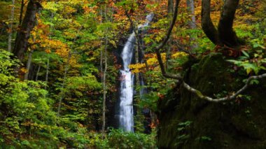 Towada Hachimantai Ulusal Parkı, Aomori Bölgesi, Japonya 'daki Oirase Vadisi' nde, Kumoi no Taki Şelalesi ile sonbaharda renkli orman manzarası.
