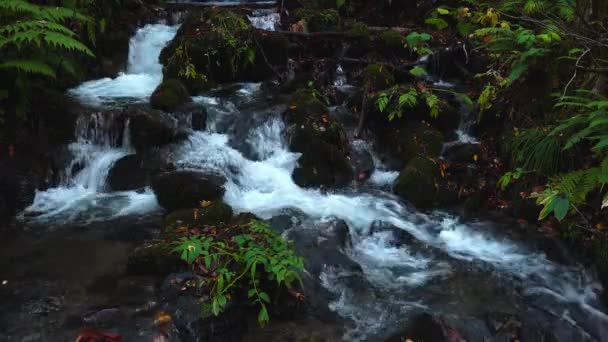 Vista Cachoeira Oirase Gorge Temporada Outono Com Folhas Coloridas Caindo — Vídeo de Stock