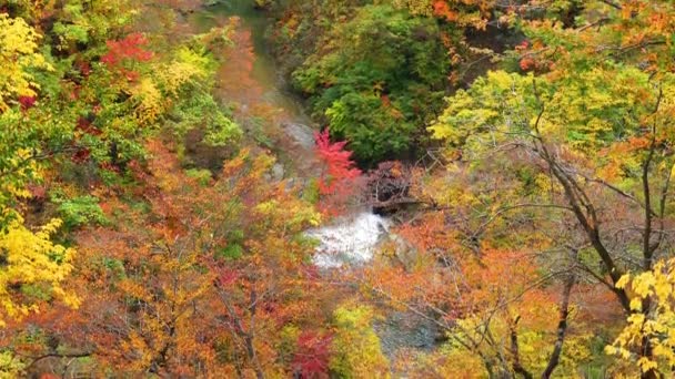 宮城県鳴子町の鳴子峡の紅葉と鳴子流の流れ — ストック動画