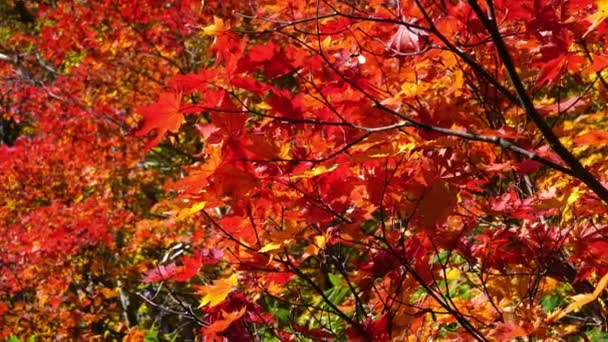 Zoom Out View Colorful Maple Leaves Autumn Season Sunlight Onuma — Stock Video