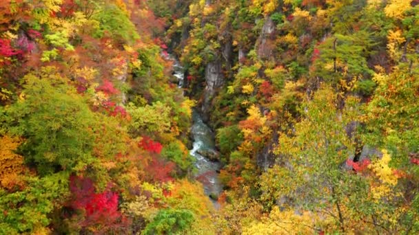 Belle Vue Sur Feuillage Automne Coloré Forêt Des Gorges Naruko — Video
