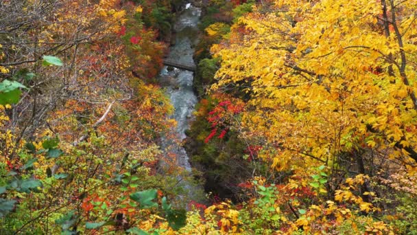 流れのある鳴子峡の山の紅葉と 宮城県鳴子市の山のふもとの小さな橋 — ストック動画