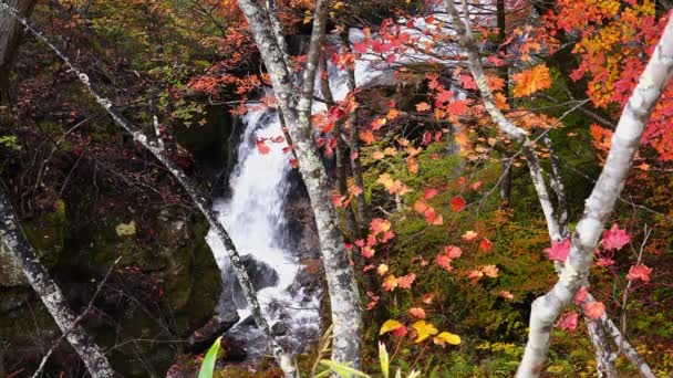 今年秋天 日本东北地区Nikko市 汤川江上的瀑布流过五彩缤纷的岩石 — 图库视频影像