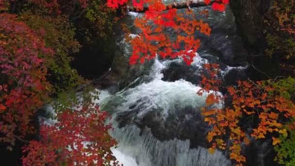 Vacker Höstskog Med Färgglada Lövverk Och Flödet Yukawa River Vid — Stockvideo