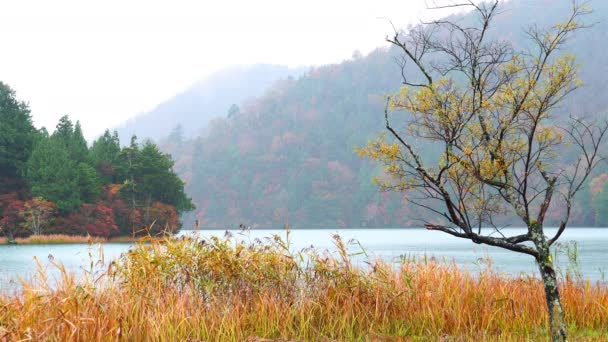 Άποψη Των Πολύχρωμων Φθινοπωρινών Φυλλωμάτων Στη Λίμνη Chuzenji Στη Βροχή — Αρχείο Βίντεο