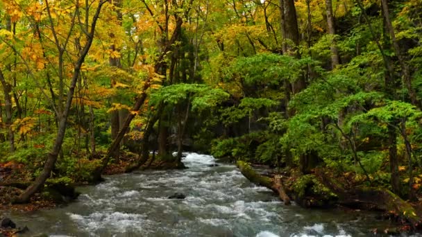 Uitzicht Prachtige Oirase Stream Herfst Stroom Het Kleurrijke Gebladerte Bos — Stockvideo