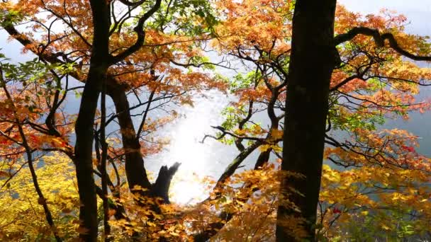 秋田県十和田市の十和田八幡平国立公園の大沼公園では 秋の紅葉を眺めながら 池の水面に午後の日差しがキラキラと反射しています — ストック動画