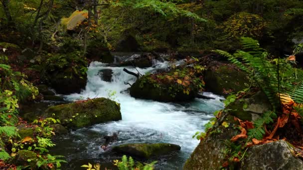 La rivière Oirase coule des rochers couverts de mousse verte et de feuilles d'automne colorées dans le parc national Towada Hachimantai, préfecture d'Aomori, Japon .