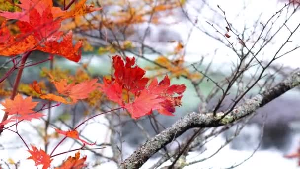 Herbstliches Buntes Laub Und Der Reißende Strom Des Yukawa Flusses — Stockvideo