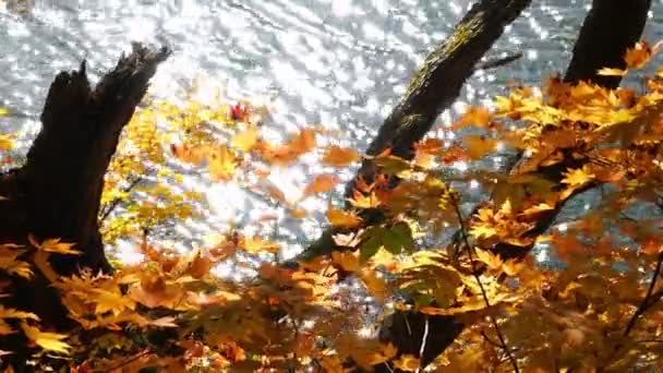 Utsikt Över Glittrig Reflektion Eftermiddag Solljus Ytan Vattnet Onuma Damm — Stockvideo