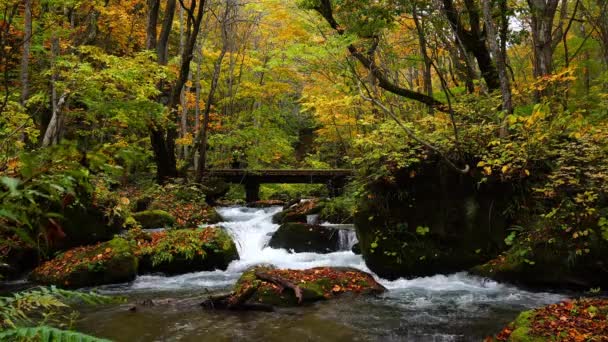 Oirase Mountain Stream Flow Pass Small Wooden Bridge Oirase Walking — 图库视频影像