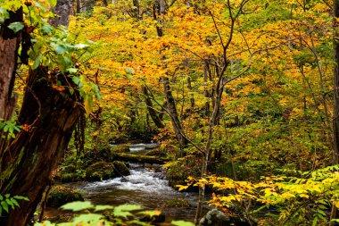  Renkli yeşilliklerde Oirase Dağı akıntısının görüntüsü