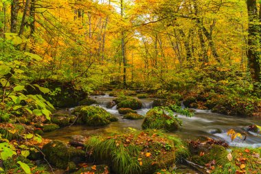 Sonbahar mevsiminde Oirase Nehri 'nin akışı Renkli bir düşüş ile 
