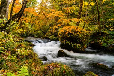 Güzel Oirase Dağı Kolo Ormanı 'ndan akan dere