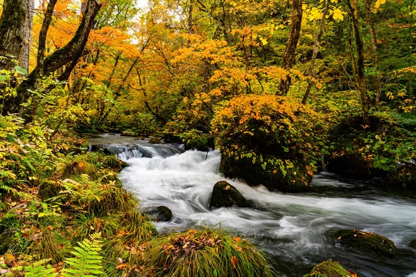 Hermosa montaña Oirase Corriente fluir a través del bosque de colo — Foto de Stock
