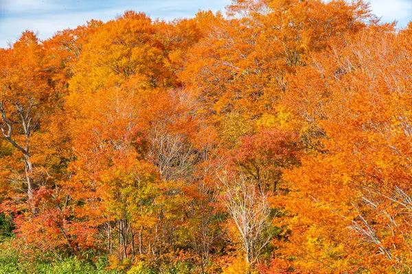 Foresta variopinta dell'autunno — Foto Stock