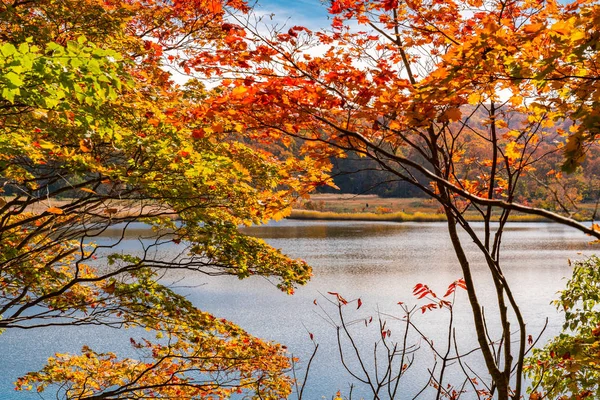 Красочная осенняя листва у пруда Онума — стоковое фото