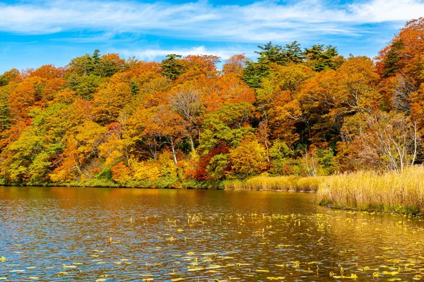Belle forêt de feuilles colorées d'automne à Onuma Pond — Photo