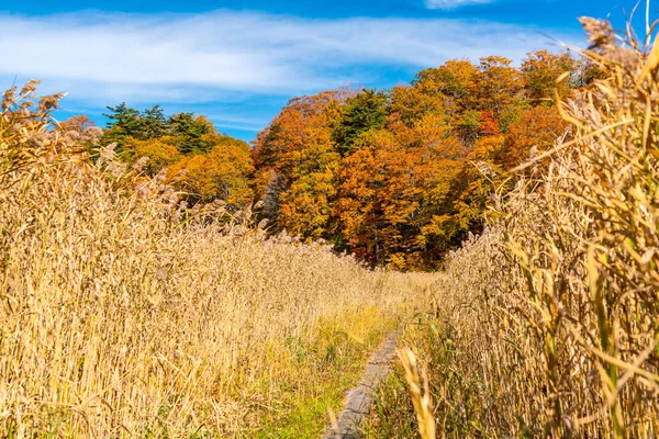 Buntes Herbstlaub am Teich. — Stockfoto