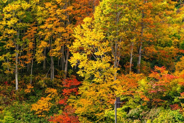 Fogliame colorato dell'autunno nella foresta — Foto Stock