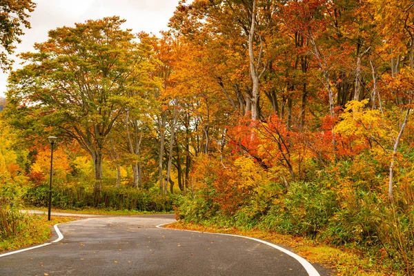Schöne Aussicht auf buntes Laub der Herbstsaison Wald — Stockfoto