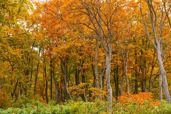 Belle forêt de feuillage coloré de la saison d'automne — Photo