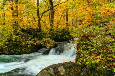 Güzel Oirase Dağı akıntısı sonbahar mevsimi ormanlarında renkli yaprakları geçiyor.