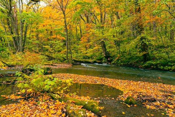 Bunte fallende Blätter bedecken den Boden im herbstlichen Wald — Stockfoto