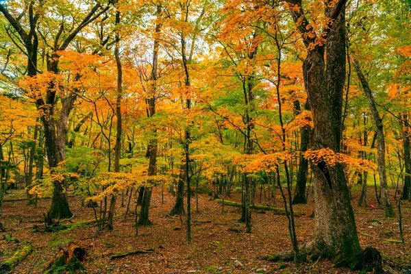 Vue sur le feuillage coloré de la forêt d'automne — Photo