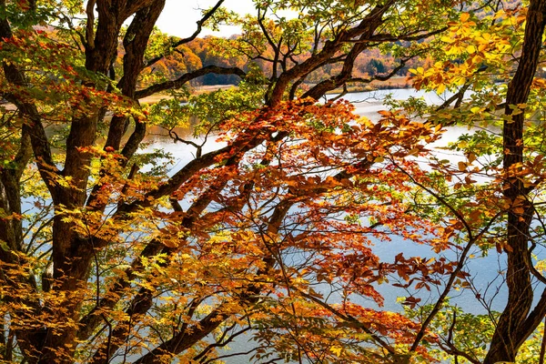 Feuillage coloré au sentier pédestre de l'étang Onuma — Photo