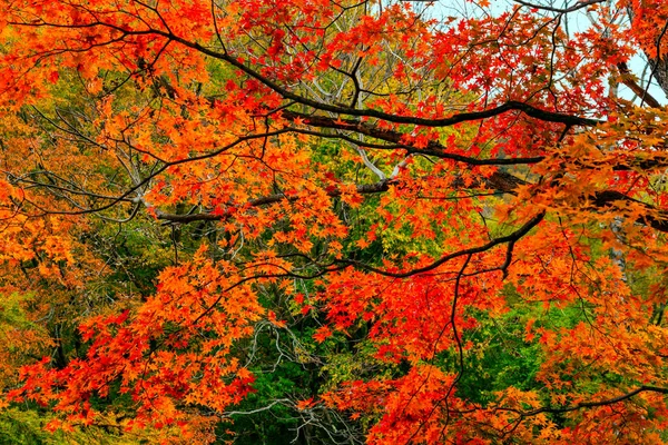 Vista del colorido follaje de la temporada de otoño en el bosque — Foto de Stock