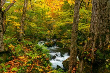 Güzel Oirase Dağı Akıntısı kayaların üzerinden akıyor