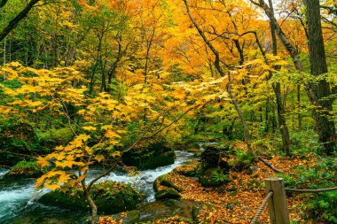 Oirase Dağı Akıntısı Yağ Akıntısı Yürüyüş Yolu 'ndan akıyor.
