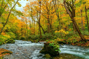 Oirase Dağı akıntısının görüntüsü hızla yeşil yosunları geçiyor 