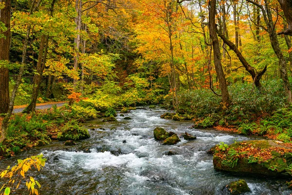 Fluxo de Corrente de Montanha Oirase ao longo da Trai Caminhada de Corrente de Oirase — Fotografia de Stock