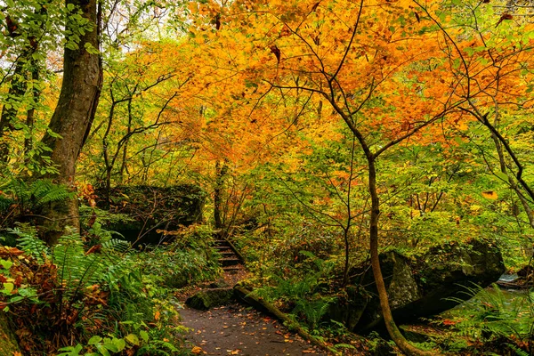 Vue du sentier pédestre Oirase Stream dans le feuillage coloré d'un — Photo