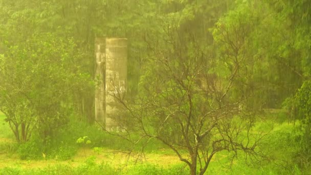 Βρέχει Στον Κήπο Δυνατή Βροχή Την Εποχή Των Βροχών Βρέχει — Αρχείο Βίντεο