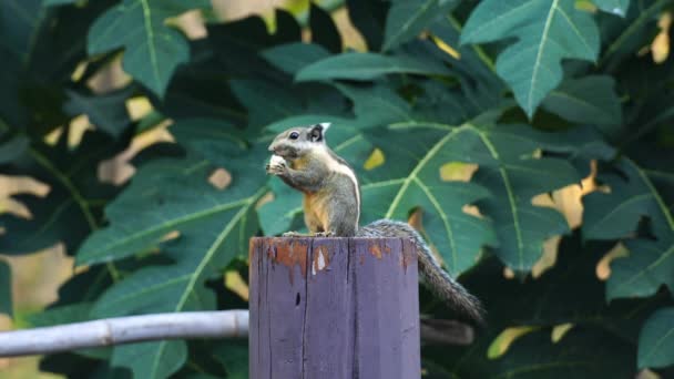 Eichhörnchen Fressen Ein Stück Reife Banane Einer Holzstange Wald Von — Stockvideo