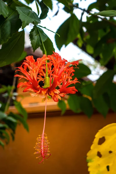 フリンジハイビスカスの花またはハイビスカスのシゾフェタルスの花 — ストック写真