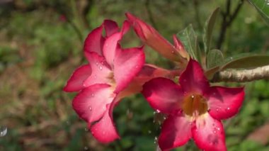 Çöl Gülü Çiçeklerine düşen su damlaları Gün ışığında Yavaş Hareket