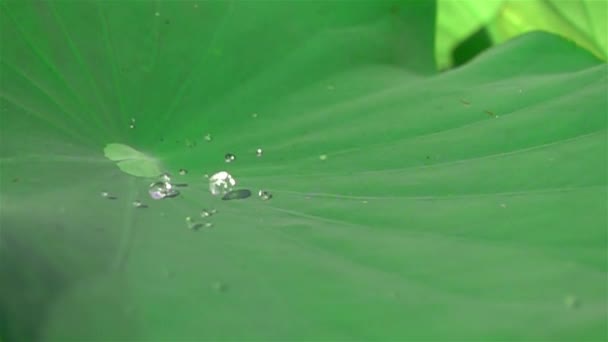 Gota Agua Hoja Loto Luz Del Sol Rodar Sobre Superficie — Vídeos de Stock